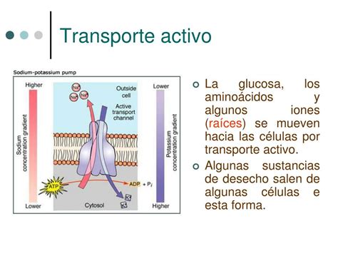 Como Se Transporta La Glucosa Al Interior De La Celula Compartir Celular