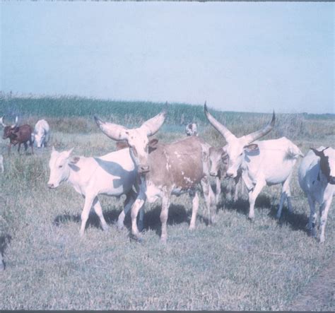 Kuri Cattle Oklahoma State University