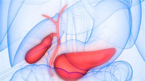 Anatom A Del P Ncreas De Rganos Internos Humanos 3D 2024