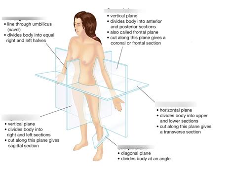 Anatomical Planes And Sections Diagram Quizlet