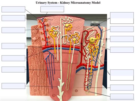 kidney microanatomy model labeling Diagram | Quizlet 