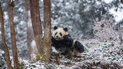 Bing HD Wallpaper : Do pandas enjoy winter? - Bing Wallpaper Gallery