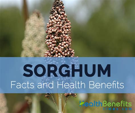 Sorghum Facts Health Benefits And Nutritional Value