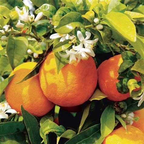 California Only Trovita Sweet Semi Dwarf Orange Tree 18 36 Etsy