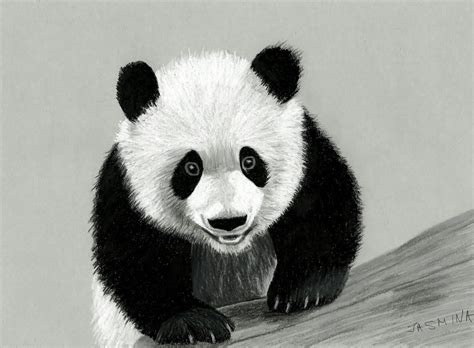 Panda Pencil Sketch At Paintingvalley Explore Collection Of Panda