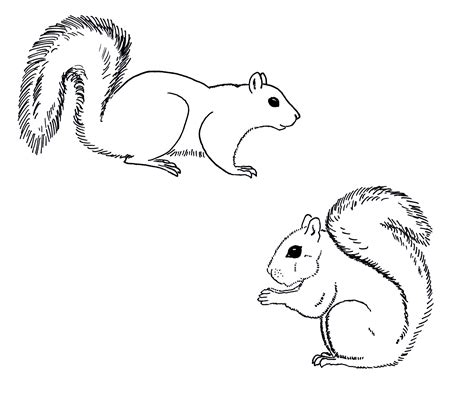 Free Printable Squirrel Coloring Pages