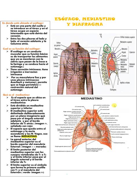 SOLUTION Eso Fago Diafragma Y Mediastino Studypool