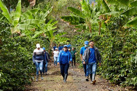 The agroforestry project - SKN Caribecafé