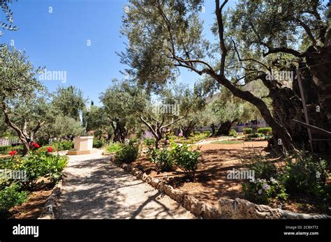 Garden of Gethsemane, Jerusalem, Israel Stock Photo - Alamy