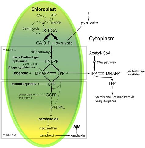 Do Cytokinins Volatile Isoprenoids And Carotenoids Synergically Delay Leaf Senescence Dani