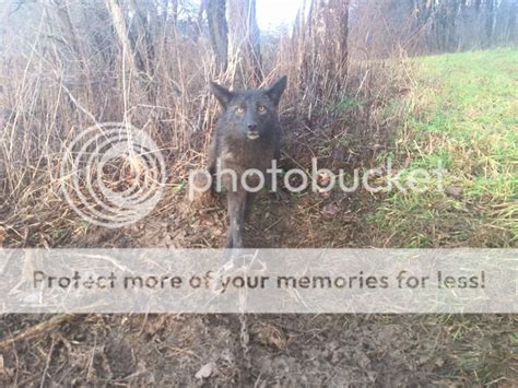 First black coyote | The HuntingPA.com Outdoor Community