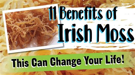 11 Benefits Of Sea Moss – The Incredible Health Benefits Of Irish Sea ...