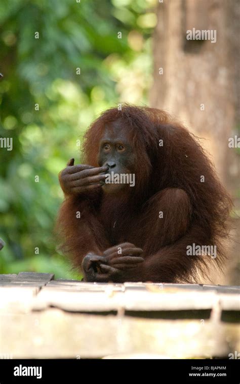 A Semi Wild Bornean Orangutan Pongo Pygmaeus At The Sepilok Orangutan