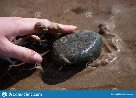 La Main Femelle Touche Le Caillou Sur La Plage Image Stock Image Du