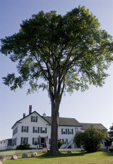 28 Most Common Trees in Michigan - ProGardenTips