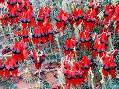 Sturt S Desert Pea Swainsona Formosa Andamooka Australian Native