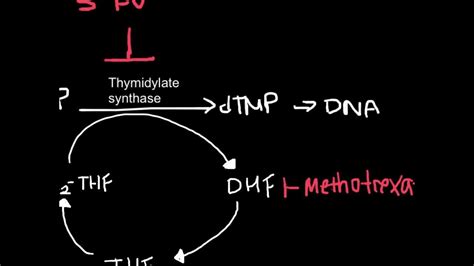 How Antineoplastic Work (chemotherapy) - YouTube