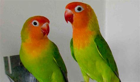 Berikut Harga Lovebird Update Dan Terbaru 2021 Aplikasi Pertanian