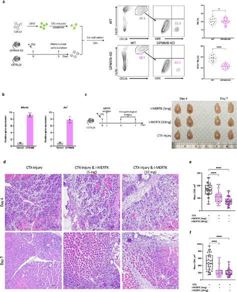 Figure From Temporal Single Cell Sequencing Analysis Reveals That