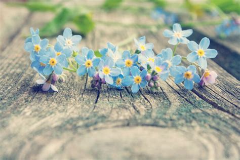 Forget Me Not Flower Meaning - Flower Meaning