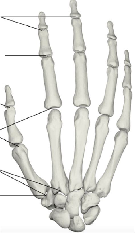 Hand Joints Anatomy DIP PIP IP MCP CMC And TM Joints Diagram
