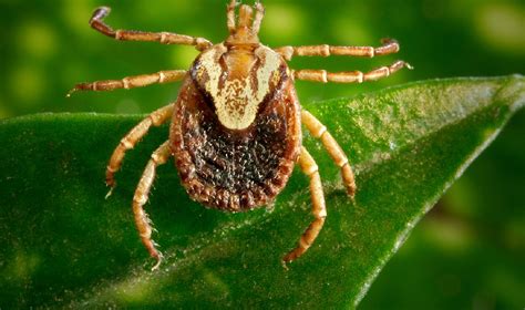 Casos de febre maculosa aumentam entenda como a doença pode afetar