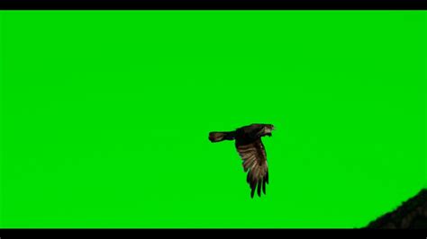 Flying Eagle Green Screen Hd Video HD Flying Bird Green Screen Video