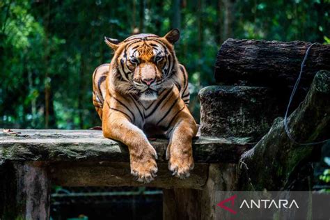 Habitat Harimau Malaya Antara News