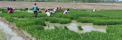 Paddy Puzzle Why Haryana Farmers Govt Fight Over The Water Guzzling Crop