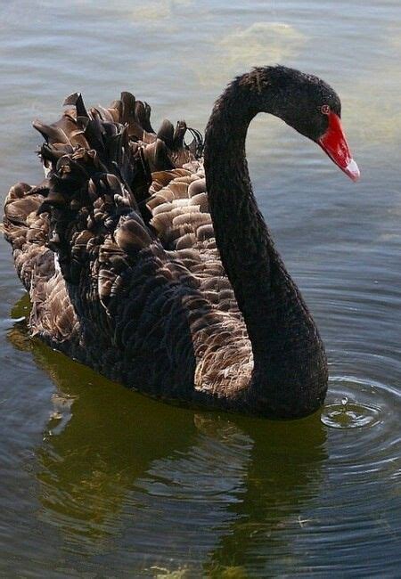 Pin by Dana Mihaliková on vtáci birds Swan pictures Beautiful