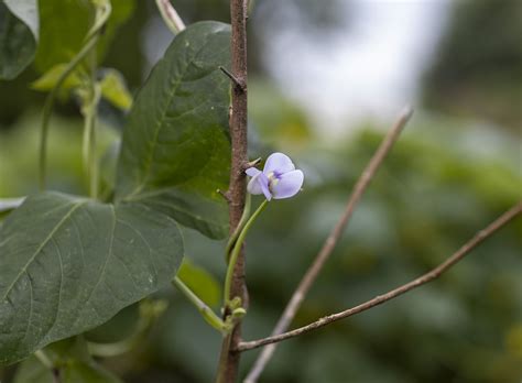 How to Grow Winged Beans? - Here's what to do — PlantWorksNYC