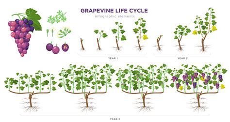 Grapevine Growing Stages Infographic Elements In Flat Design Planting