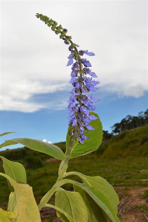 East African Plants A Photo Guide Plectranthus Comosus Sims