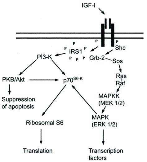 Diagram Showing The Intracellular Signaling Pathway Of Igf1 Download