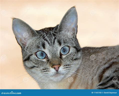 Gato Bonito Com Olhos Azuis Foto de Stock - Imagem: 1165750