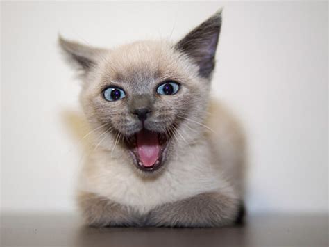 These 86 Smiling Cats Is All You're Going To Need Today