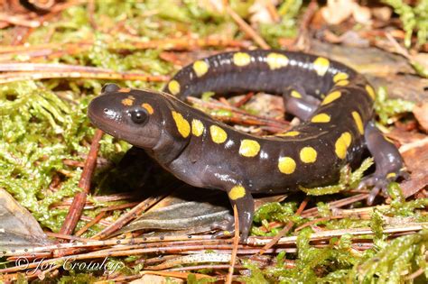 10 Types Of Salamanders Found In Canada Nature Blog Network