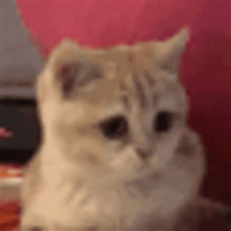 Cat Bobbing Head S
