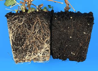 How To Fix And Prevent Root Rot The Plant Gallery