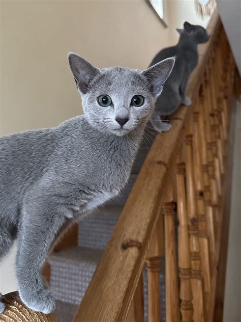 About breed – Russian Blue Cattery – Ireland