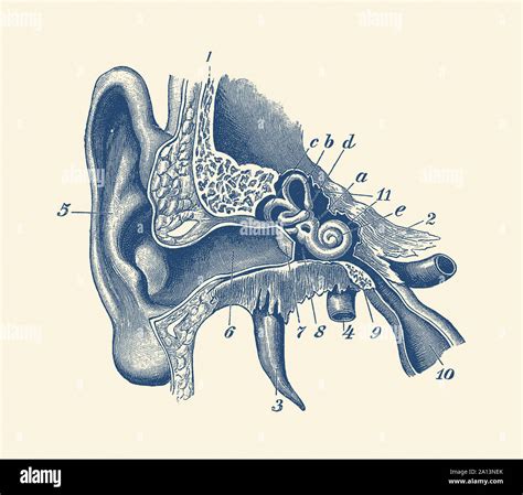 Anatomia Dell Orecchio Immagini E Fotografie Stock Ad Alta Risoluzione