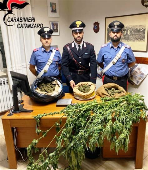 Calabria Padre E Figlio Arrestati Per Produzione E Detenzione Di Droga