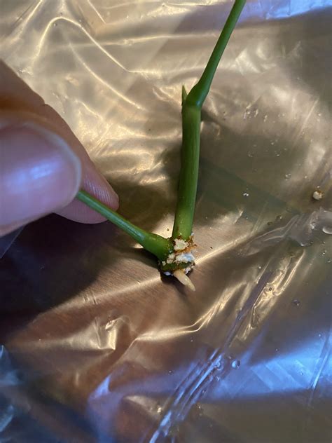 propagation of money tree 6