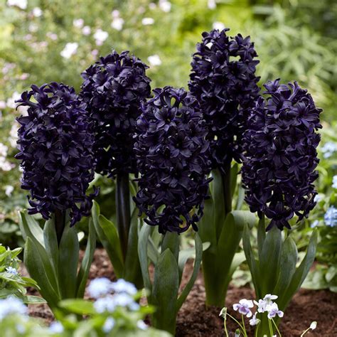 Hyacinth Bulbs - Dark Dimension | Fall Flower Bulbs | Eden Brothers