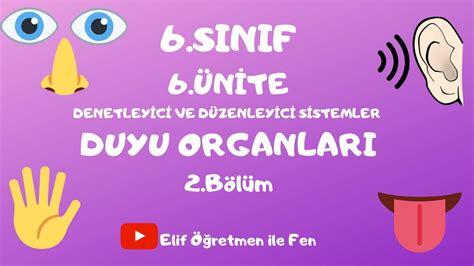 6 SINIF 6 ÜNİTE 2 Bölüm DUYU ORGANLARI YouTube