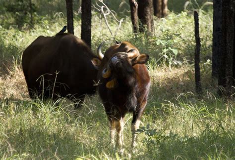 Wildlife Wander: Nagpur-Waghpur - Hidden Jewels of Central India