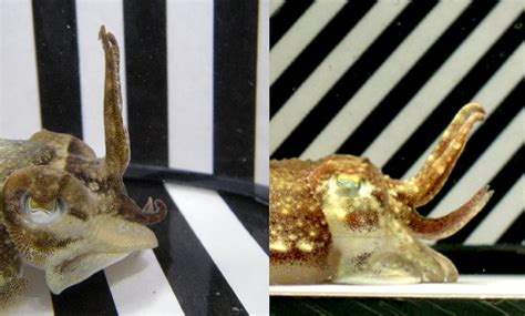 Cuttlefish Shape Shifting