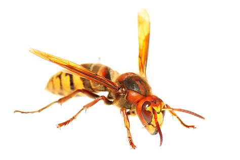 Free Hornet Download Free Hornet Png Images Free Cliparts On Clipart Library