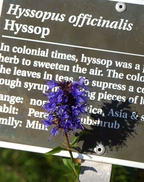 Hyssop In The Bible: Symbolism, Meaning And More | Think About Such Things