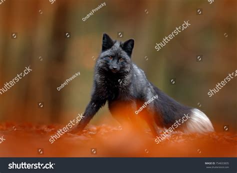 Black Fox